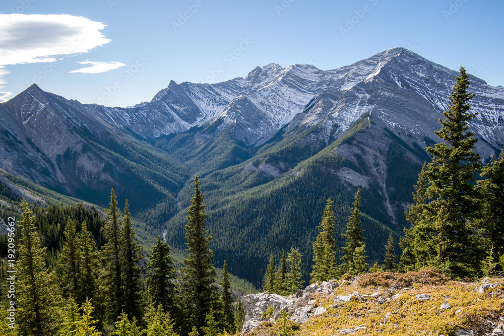 Fototapeta premium Alpine Trees