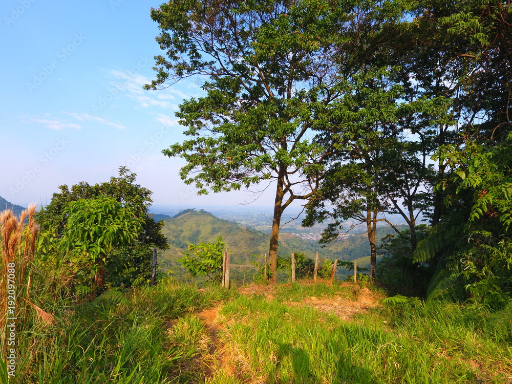 landscape with trees