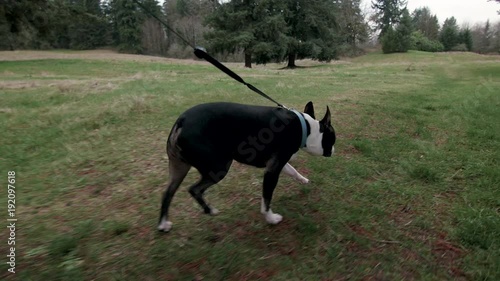 Handheld POV Shot of Boston Terrier Dog Walk in Park photo