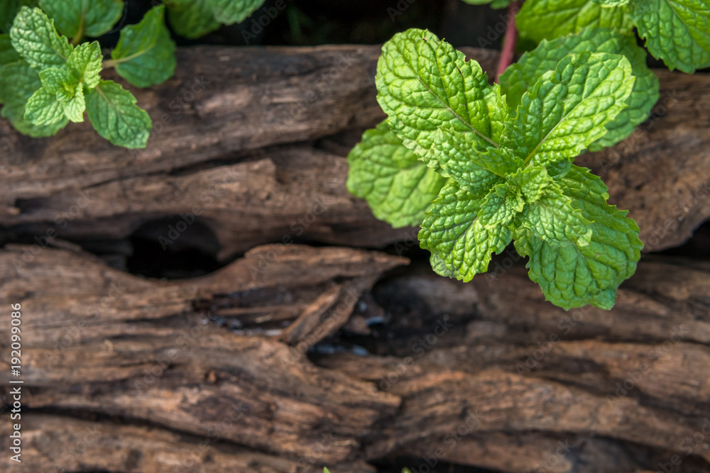 Peppermint on old wooden floor background