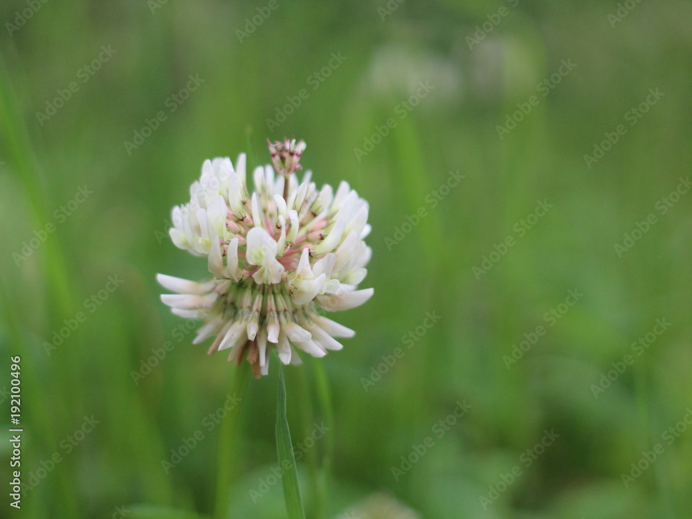 Fleur de trèfle blanc