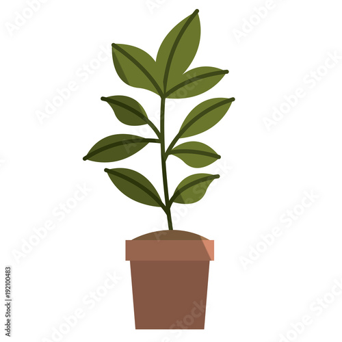 cute leafs in pot decorative icon vector illustration design