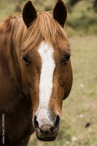 Australian horse in the paddock