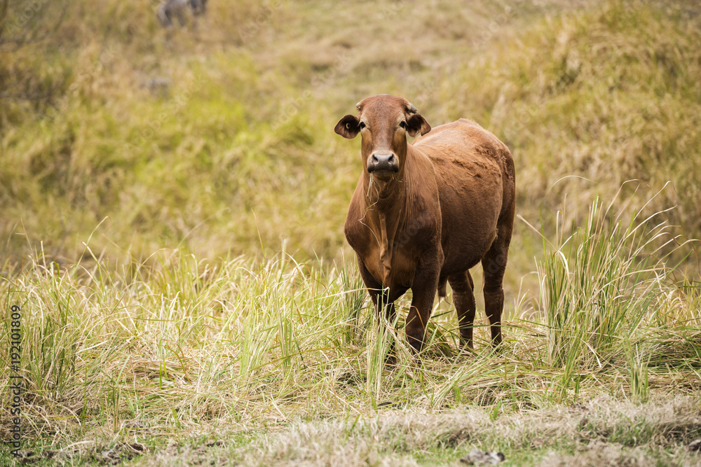 Australian cow on the farm during the day. Australian cow on the farm during the day.