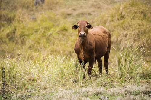 Fototapeta Naklejka Na Ścianę i Meble -  Australian cow on the farm during the day.