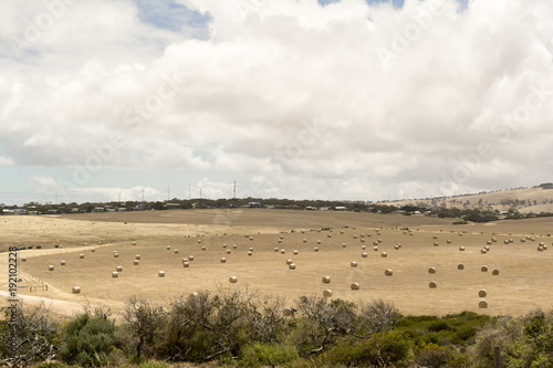 Random Field of Hay Bales, Cape Jervis, Fleurieu Peninsula, South Australia
