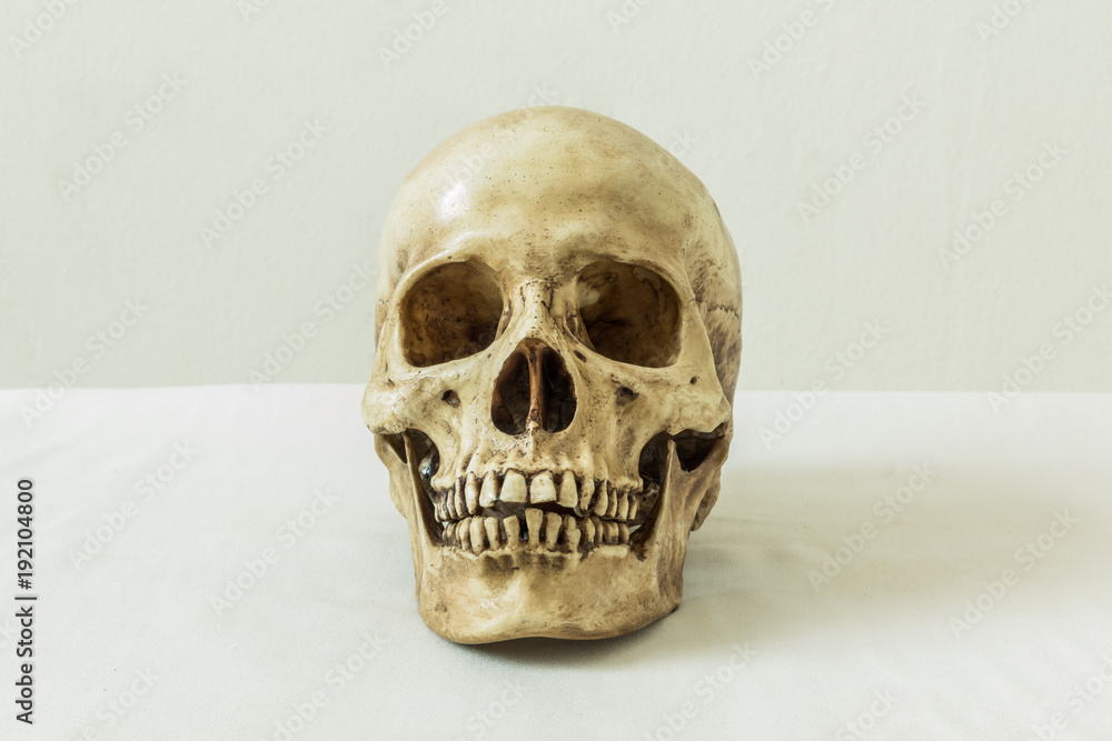 Obraz premium Human skull on a white background