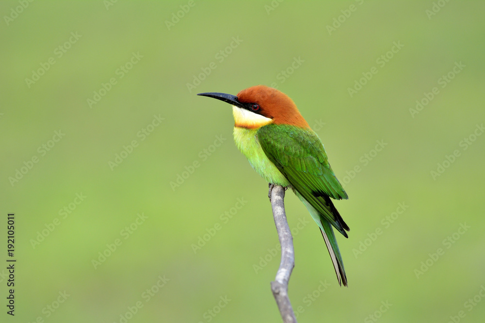 Obraz premium Chestnut-headed bee-eater (Merops leschenaulti) beautiful green with orange head lonely perching on stick in open grass field over blur fine background, fascinated animal