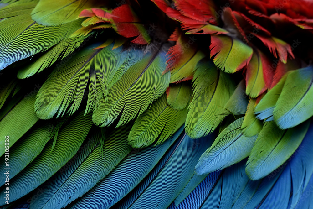 Obraz premium Fascinated blue green and red of Green-winged Macaw feathers in close up, exotic texture and background