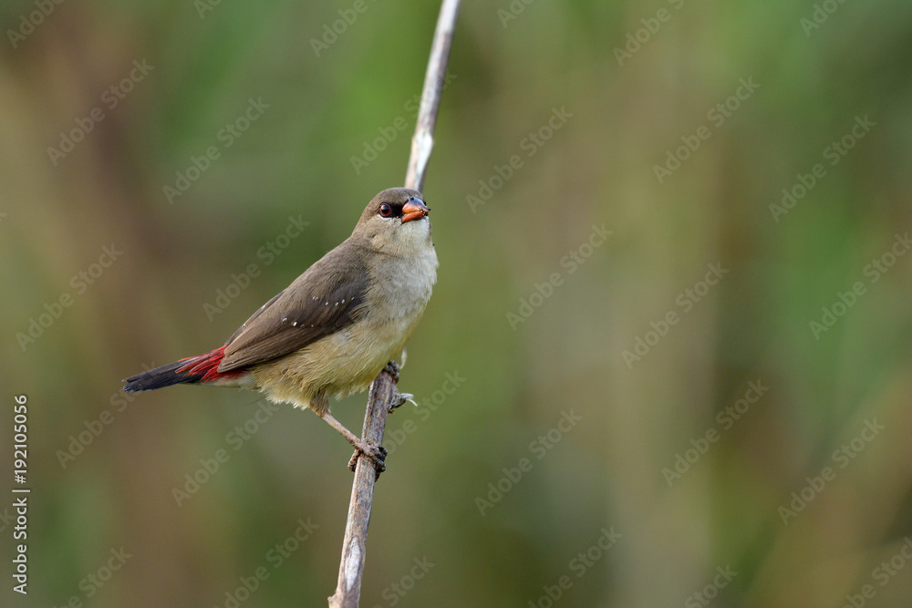 Female of Red avadavat, red munia or strawberry finch (Amandava amandava) beautiful grey bird with nice eyes and pink tail perching on grass stick in meadow Female of Red avadavat, red munia or strawberry finch (Amandava amandava) beautiful grey bird with nice eyes and pink tail perching on grass stick in meadow