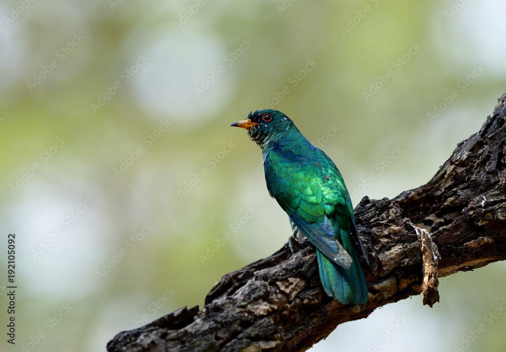 Fototapeta premium Male of Asian emerald cuckoo (Chrysococcyx maculatus) super velvet green bird perching on large tree branch showing it bright back feathers profile