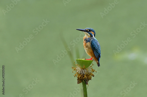 Common Kingfisher (Alcedo atthis) Eurasian or River Kingfisher, lovely blue bird silence perching on blooming lotus and pollens in stream © prin79