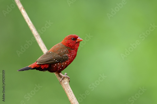 Exotic red bird with nice eyes and strong beak perching on wooden stick over fine green background in meadow, Male of Red avadavat, red munia or strawberry finch (Amandava amandava)
