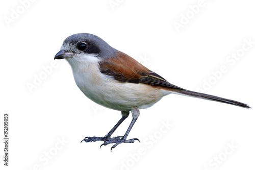 Female of Burmese Shrike (Lanius collurioides) red back white belly and grey head bird fully standing isolated on white background showing details from head to toes, exotic animal