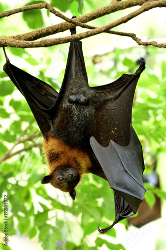 Fruit bats or flying foxes, Megabat is largest bat in the world hanging upsidedown from tree branch with widely wings open in day time (Pteropus vampyrus)