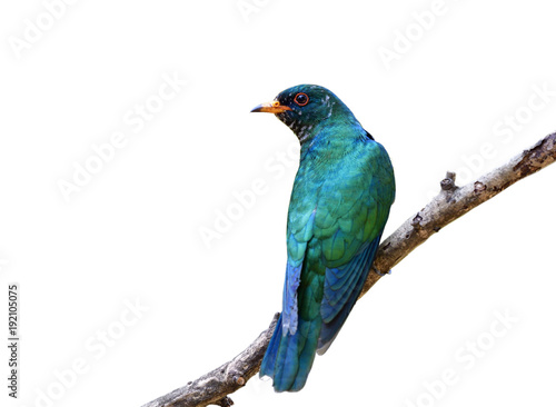 Male of Asian emerald cuckoo (Chrysococcyx maculatus) beautiful velvet green bird perching on tree branch showing it bright back feathers profile isolated on white background © prin79