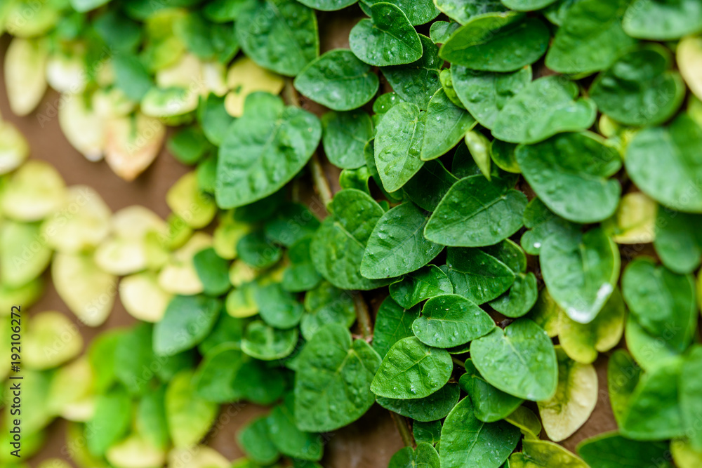 climbing plants on the wall background climbing plants on the wall background