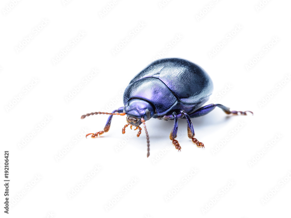 Chrysolina Coerulans Blue Mint Leaf Beetle Insect Macro Isolated on White Chrysolina Coerulans Blue Mint Leaf Beetle Insect Macro Isolated on White