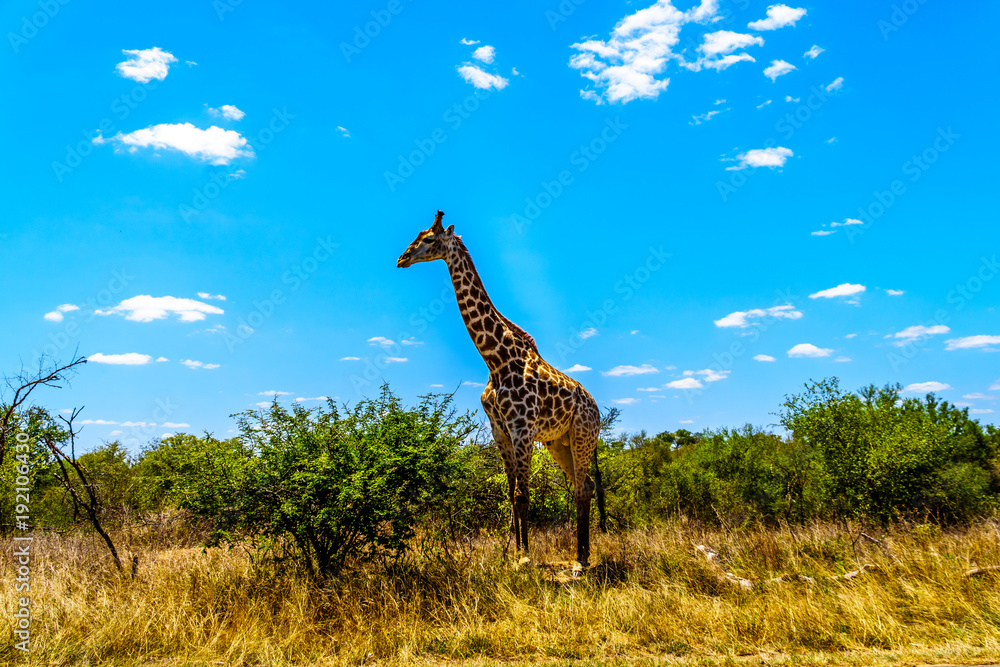 Naklejka premium Large male giraffe under blue sky in Kruger Park in South Africa