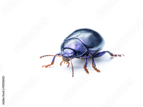 Chrysolina Coerulans Blue Mint Leaf Beetle Insect Macro Isolated on White © nechaevkon