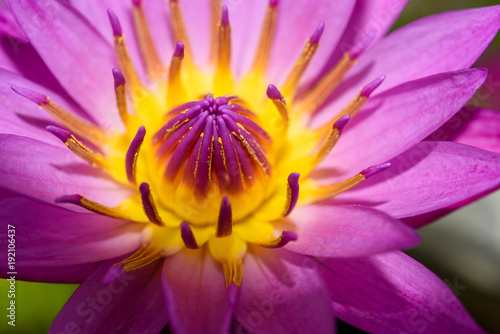 Close up of Purple lotus flower blooming