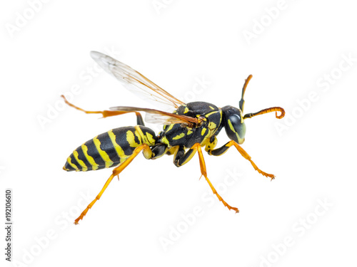 Yellow Jacket Wasp Insect Isolated on White