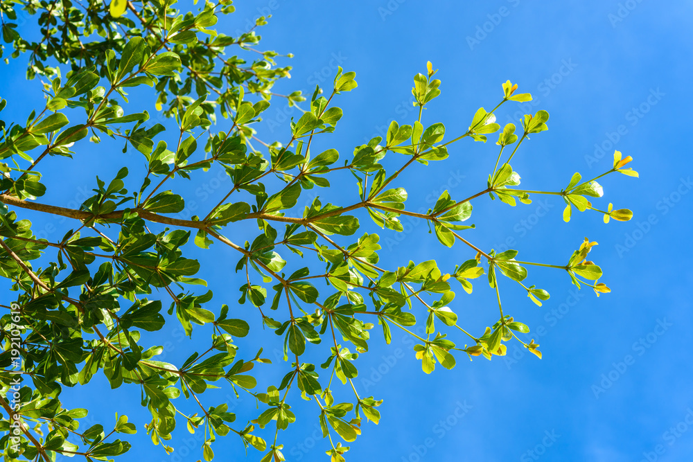 Green leaf against blue sky Green leaf against blue sky