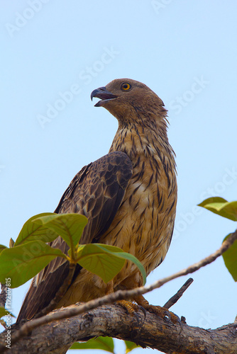 Oriental Honey Buzzard, Pernis ptilorhynchus, Tadoba Andhari Tiger Reserve, Maharashtra photo