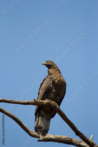 Oriental Honey Buzzard, Pernis ptilorhynchus, Tadoba Andhari Tiger Reserve, Maharashtra