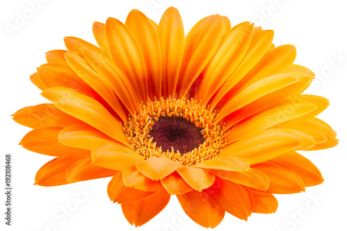 Valokuvatapetti Orange gerbera flower isolated on white background