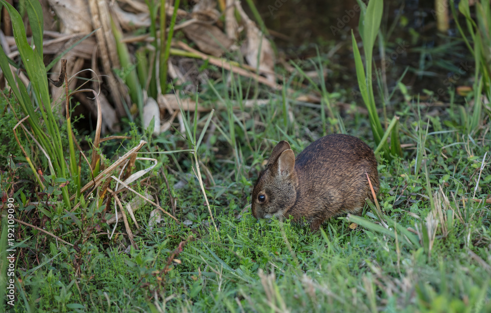 baby bunny surviving in the wetlands alone baby bunny surviving in the wetlands alone