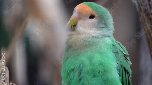 small parrot in the national park