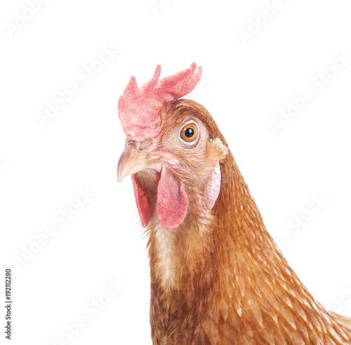 close up head of brown chicken isolated white background