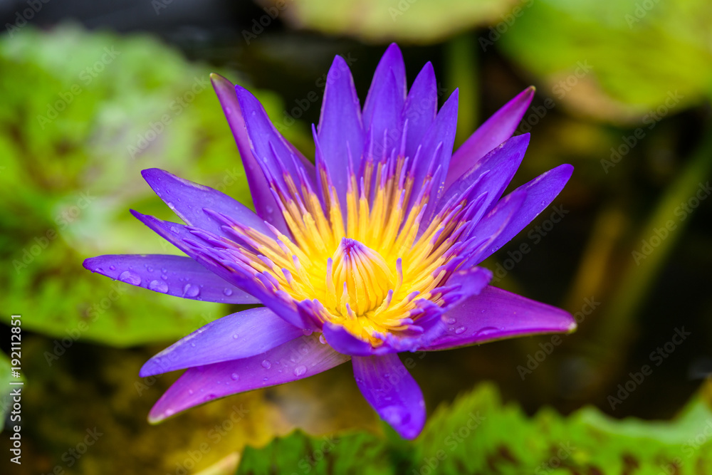Close up of Purple lotus flower blooming Close up of Purple lotus flower blooming