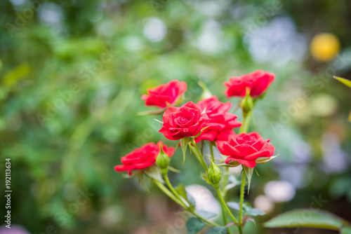 Wallpaper Mural Close up of red rose on a bush in a garden Torontodigital.ca