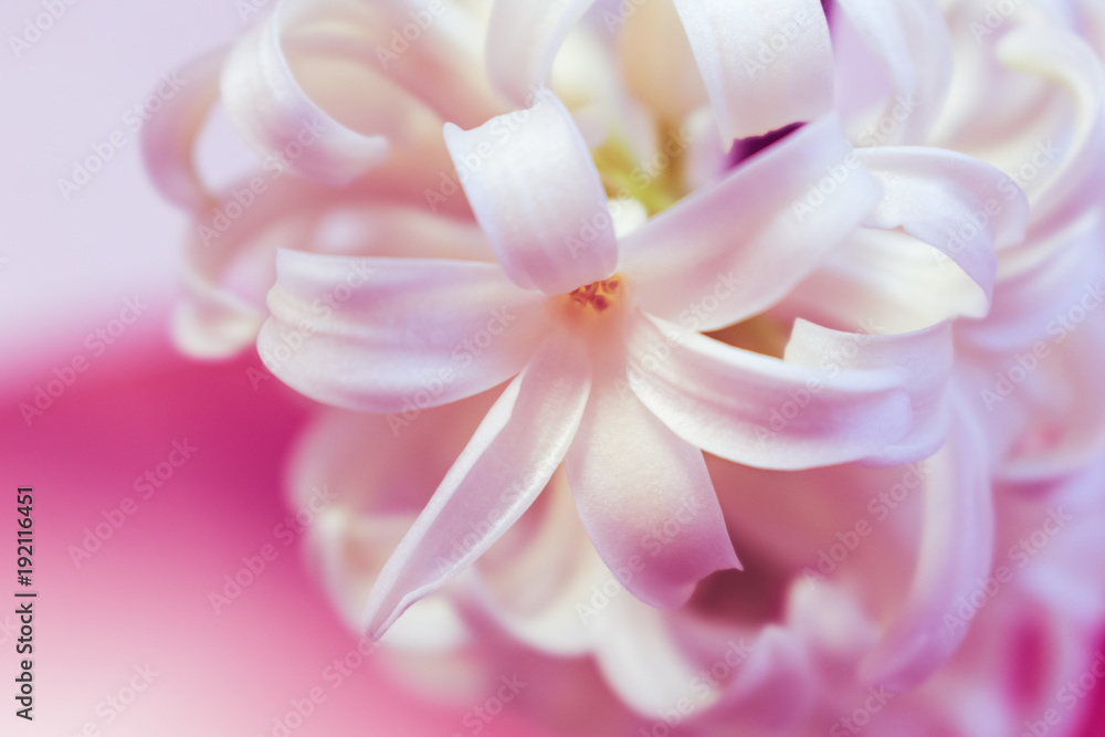 Close up of a beautiful blooming white hyacinth flower, pink or purple toned, spring floral background