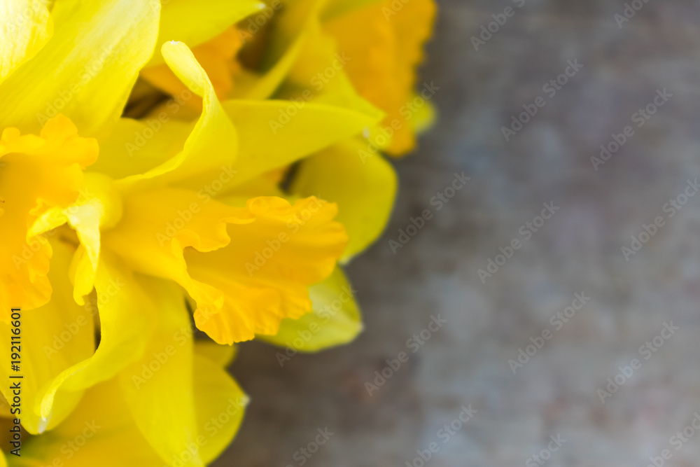 Fototapeta premium Top view of bright yellow daffodils on old rustic vintage wooden background, spring or easter flower concept