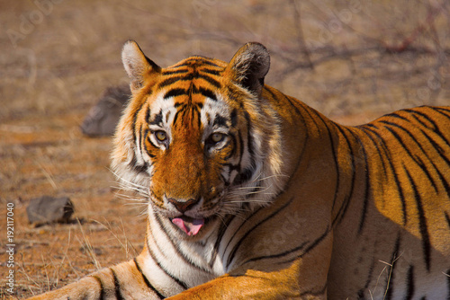 Tiger- Star male  Panthera tigris  Ranthambhore Tiger Reserve  Rajasthan