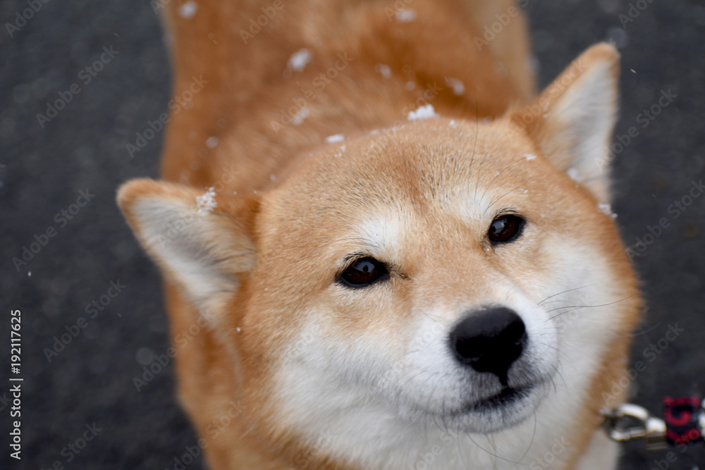 柴犬・降雪