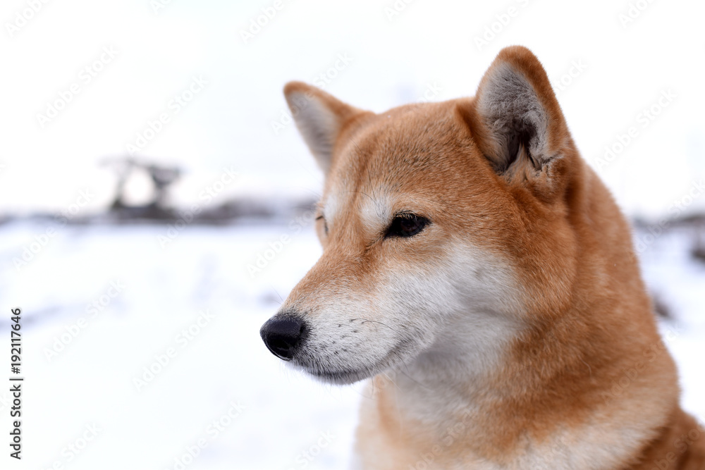 柴犬・背景雪