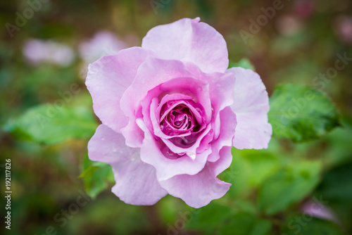 Close up of rose on a bush in a garden