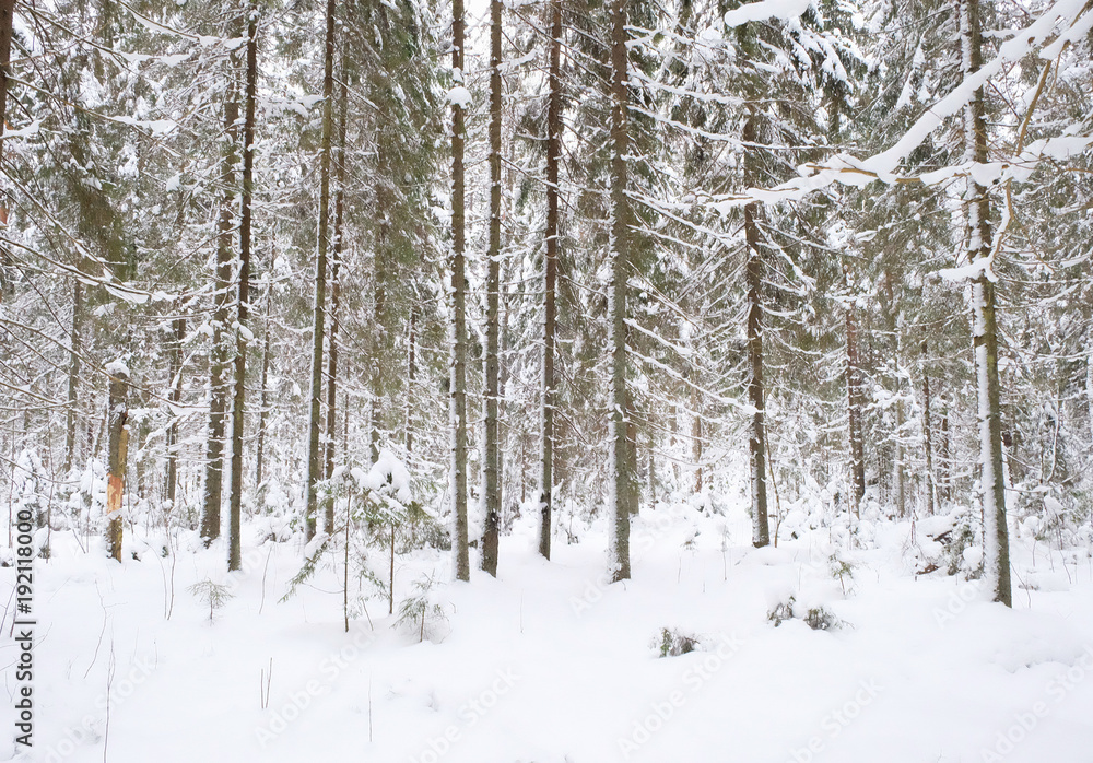 snow-covered pine and spruce trees in the forest snow-covered pine and spruce trees in the forest