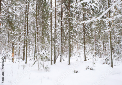 snow-covered pine and spruce trees in the forest