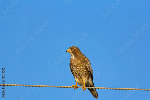 White Eyed Buzzard, Butastur teesa, Umred karhandla Sanctuary, Maharashtra photo