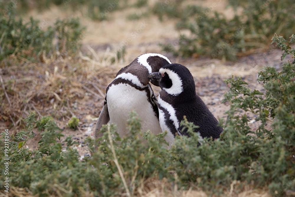 Fototapeta premium The Magellanic penguins (Spheniscus magellanicus) at Punta Tombo in the Atlantic Ocean, Patagonia, Argentina
