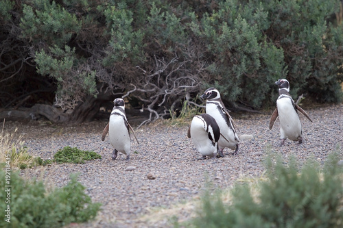 The Magellanic penguins (Spheniscus magellanicus) at Punta Tombo in the Atlantic Ocean, Patagonia, Argentina