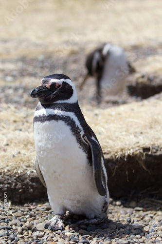 The Magellanic penguin (Spheniscus magellanicus) at Punta Tombo in the Atlantic Ocean, Patagonia, Argentina