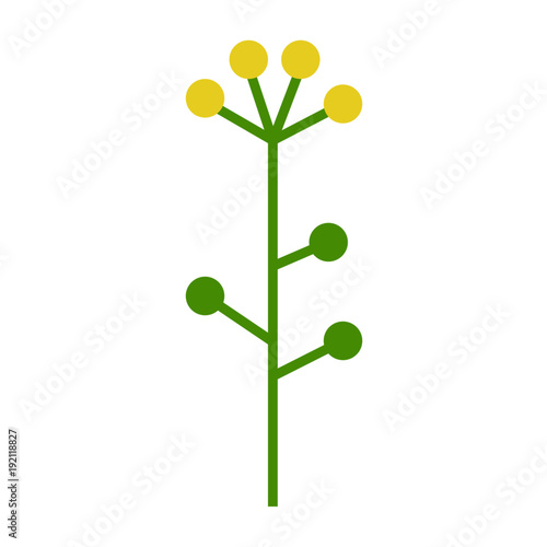 菜の花