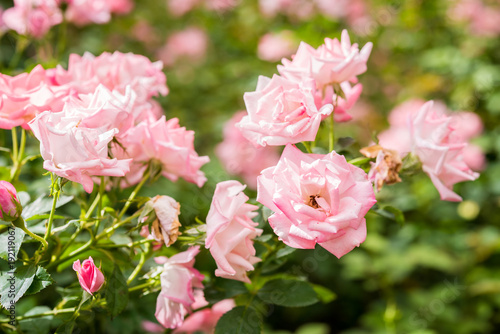 Close up of pink rose on a bush in a garden