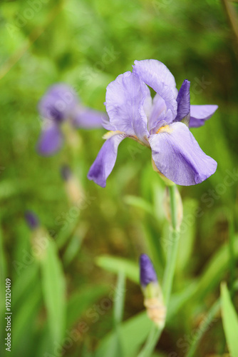Purple iris with bud